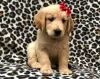 Photo №1. golden retriever - à vendre en ville de Lahti | Gratuit | Annonce №128377