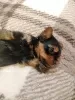 Photos supplémentaires: Chiots Yorkie au visage de bébé à la recherche d'un nouveau foyer.