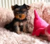 Photo №1. yorkshire terrier - à vendre en ville de Smiltene | Gratuit | Annonce №98129