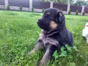 Photo №3. De très grands et audacieux chiots du berger allemand se préparent pour la. Biélorussie