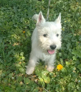 Photo №2 de l'annonce № 6330 de la vente west highland white terrier - acheter à Ukraine de la fourrière