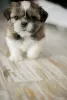 Photo №1. shih tzu - à vendre en ville de Dnipro | négocié | Annonce №9747