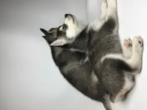 Photo №4. Je vais vendre alaskan klee kai en ville de Moscou. éleveur - prix - 2000€