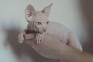 Photo №4. Je vais vendre sphynx en ville de Minsk. de la fourrière - prix - 406€