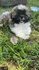 Photo №1. shih tzu - à vendre en ville de Haifa | négocié | Annonce №113024