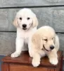 Photo №1. golden retriever - à vendre en ville de Гамбург | Gratuit | Annonce №128423