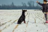 Photos supplémentaires: chiots dobermann à vendre