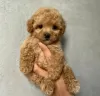 Photo №3. Chiots Maltipoo. Estonie