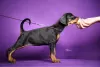 Photo №3. Chiots Dobermann. Serbie