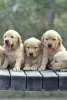 Photo №3. Superbes chiots Golden Retriever disponibles. USA