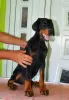 Photo №1. dobermann - à vendre en ville de Kruševac | négocié | Annonce №66322