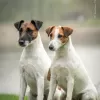 Photo №1. fox-terrier à poil lisse - à vendre en ville de Kiev | négocié | Annonce №16731