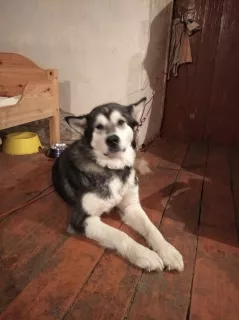 Photo №3. Malamute Besya cherche une famille aimante. Fédération de Russie