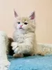 Photos supplémentaires: Chatons Maine coon en bonne santé, mignons, adorables et socialisés disponibles