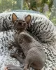 Photo №1. sphynx - à vendre en ville de Miami | 473€ | Annonce № 93333