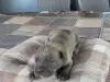 Photo №2 de l'annonce № 106778 de la vente cane corso - acheter à Serbie 