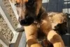 Photo №1. malinois - à vendre en ville de Berlin | Gratuit | Annonce №126900