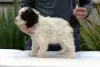 Photo №3. Lagotto Romagnolo, chiots mâles. Serbie