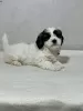 Photo №3. SUPERBE CHIOTS SHIH TZU. Allemagne