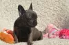 Photo №1. bouledogue - à vendre en ville de Джулианстаун | 350€ | Annonce №129989