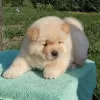 Photo №1. chow-chow - à vendre en ville de Остенде | 150€ | Annonce №129077