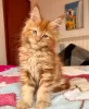 Photo №4. Je vais vendre maine coon en ville de Berlin. éleveur - prix - 300€