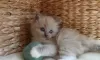 Photo №4. Je vais vendre ragdoll en ville de Hawaiian Paradise Park.  - prix - 331€