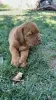 Photos supplémentaires: Chiots Dogue de Bordeaux