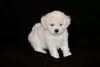 Photo №2 de l'annonce № 48014 de la vente bichon à poil frisé - acheter à Biélorussie de la fourrière