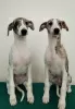 Photo №1. lévrier whippet - à vendre en ville de Moore | 493€ | Annonce №36621