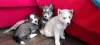 Photo №1. husky de sibérie - à vendre en ville de Engels | négocié | Annonce №96750