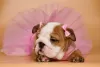 Photo №3. Chiots bulldog anglais. Ukraine