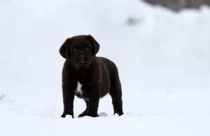 Photo №1. labrador retriever - à vendre en ville de Novosibirsk | 288€ | Annonce №5589