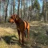 Photos supplémentaires: Puppy - descendant de la plus ancienne ferme d'élevage du monde