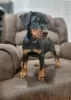 Photo №1. dobermann - à vendre en ville de Port Macquarie | Gratuit | Annonce №50391