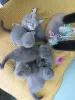 Photo №3. Superbes chatons Scottish Fold & Straight!. Turquie