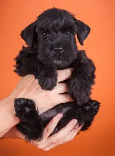 Photo №1. schnauzer miniature - à vendre en ville de Novosibirsk | 632€ | Annonce №454