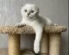 Photo №2 de l'annonce № 10632 de la vente scottish fold - acheter à Fédération de Russie éleveur