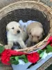 Photo №3. grands chiots labrador. Emirats Arabes Unis