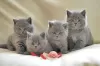 Photo №1. british shorthair - à vendre en ville de Антверпен | 200€ | Annonce № 108796