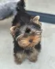 Photo №4. Je vais vendre yorkshire terrier en ville de Nuremberg. annonce privée - prix - 237€