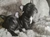 Photo №1. bouledogue - à vendre en ville de Askersund | 340€ | Annonce №123873