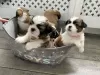 Photo №2 de l'annonce № 99423 de la vente shih tzu - acheter à USA éleveur