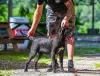 Photo №3. Chiot femelle Cane Corso. Serbie