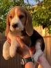 Photos supplémentaires: Le charmant chiot beagle est à la recherche d'un foyer et des plus tendres