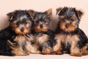 Photo №2 de l'annonce № 841 de la vente yorkshire terrier - acheter à Pologne annonce privée, de la fourrière