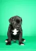 Photos supplémentaires: Chiots Cane Corso à vendre