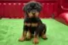 Photo №1. rottweiler - à vendre en ville de Giessen | Gratuit | Annonce №128426