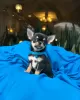 Photo №1. chihuahua - à vendre en ville de Porto | Gratuit | Annonce №123077