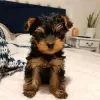 Photo №1. yorkshire terrier - à vendre en ville de Erzelj | 450€ | Annonce №13752